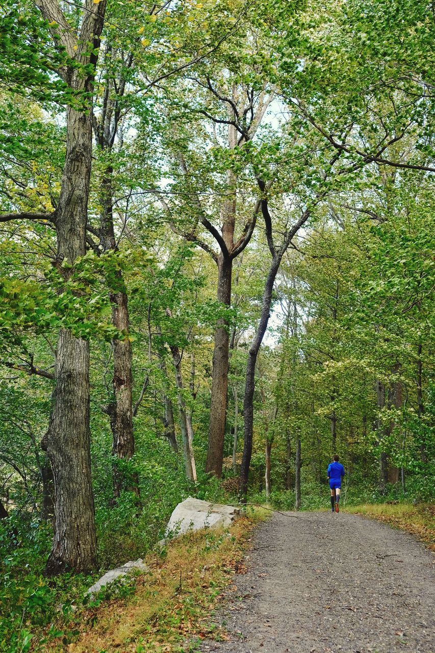 REAR VIEW OF MAN ON TREE TRUNK IN FOREST