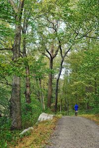 Rear view of man amidst trees in forest