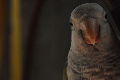 Close-up portrait of a bird