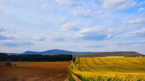 Scenic view of agricultural field against sky