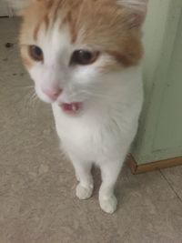 Close-up of cat standing on floor at home