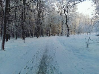 Bare trees on snow covered landscape