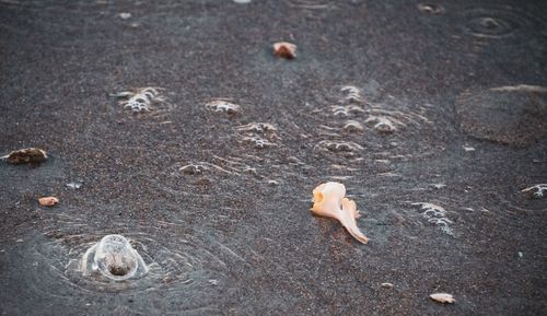 High angle view of shells on sand