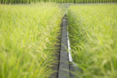 Surface level of agricultural field