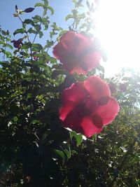 Low angle view of pink flowers blooming against sky