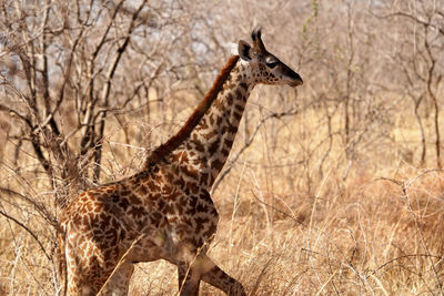 View of an animal on land