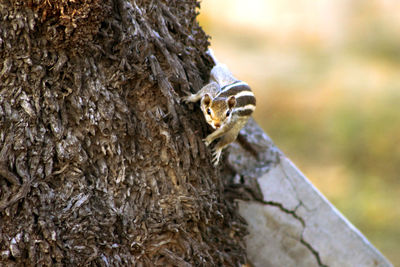 Close-up of lizard on tree trunk