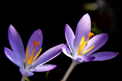 Close-up of purple water lily against black background