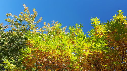 Low angle view of plants against clear blue sky