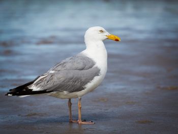 Close-up of seagull in water