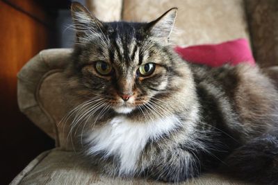 Close-up portrait of tabby cat