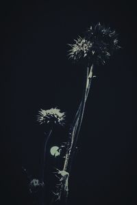 Low angle view of plants against the sky