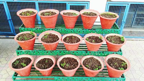Multi colored potted plants in greenhouse