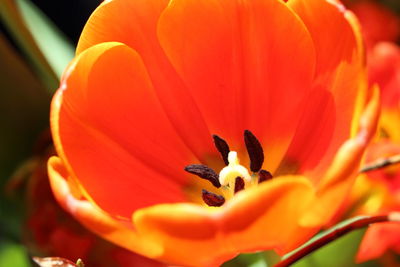 Close-up of orange flower