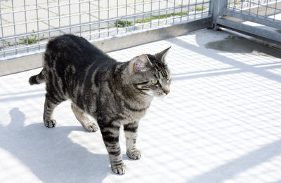 High angle view of a cat