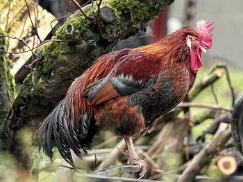 View of a bird on branch