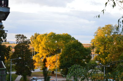 Trees in park during autumn