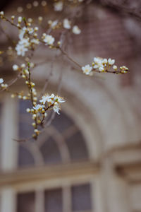 Close-up of cherry blossom against building