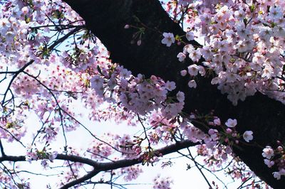 Low angle view of blooming tree against sky