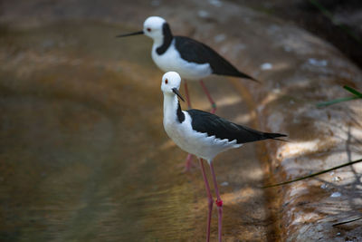 Close-up of bird perching on a lake