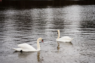 White swan family on the baltic sea coast in finland