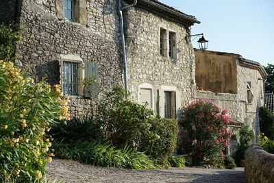 Plants growing on old building