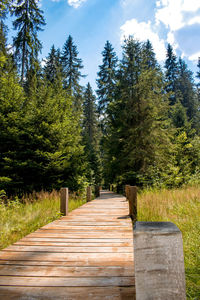 Footpath amidst trees in forest