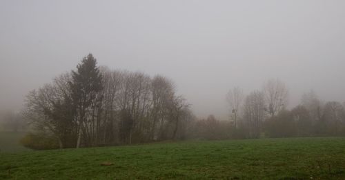 Trees on field against sky