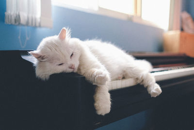 Close-up of white cat resting on piano at home