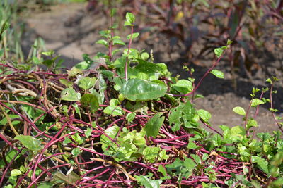 plant