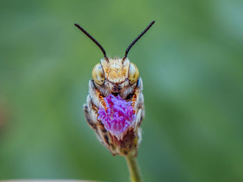 Leaf-cutter bee on flower