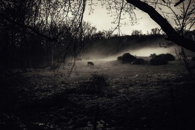 Silhouette trees on field against sky during foggy weather