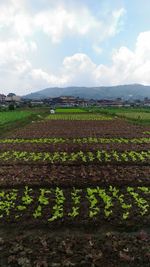 Scenic view of field against cloudy sky