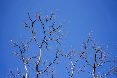 Low angle view of bare tree against clear blue sky