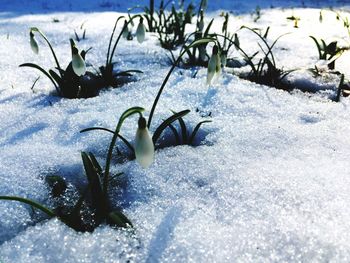 Close-up of snow on plants during winter