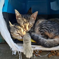 Close-up of a cat resting