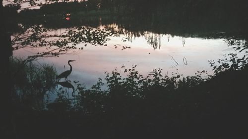 Silhouette birds on lake against sky