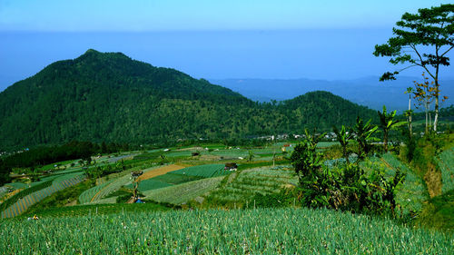 Scenic view of agricultural field against sky