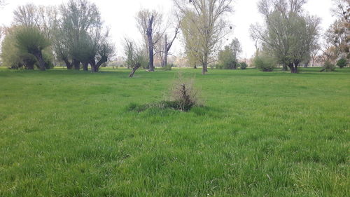 Trees on field against sky