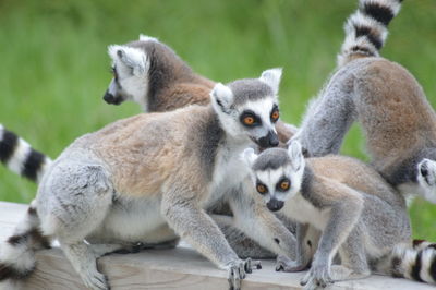 Close-up of ring-tailed lemurs