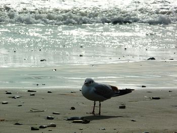 Seagulls on beach