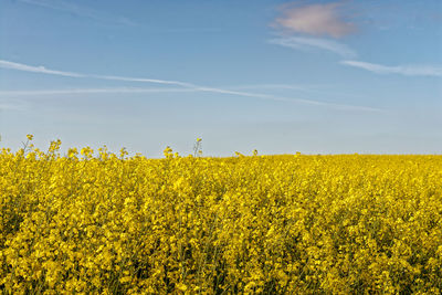 Scenic view of oilseed rape field against sky