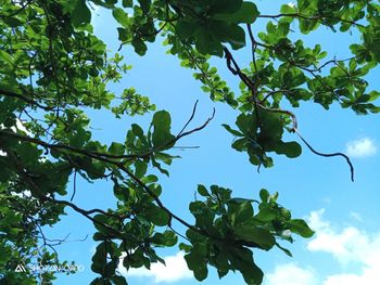 Low angle view of tree against sky