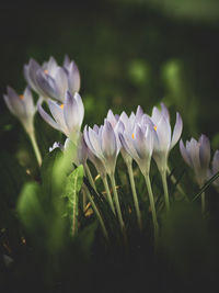 Close-up of purple crocus flowers