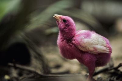 This photo of a drinking chick was taken in august 2022 at sukodono indonesia