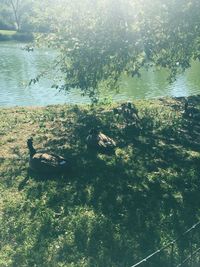 High angle view of ducks swimming in lake