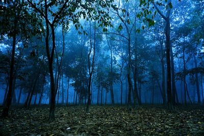 Trees growing in forest during foggy weather at dusk