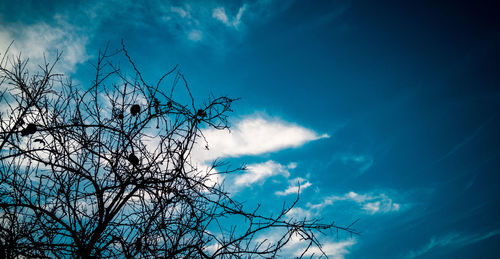 Low angle view of bare tree against blue sky