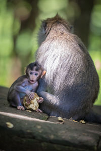 Monkey sitting on a rock