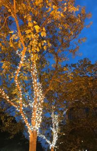 Low angle view of trees against sky